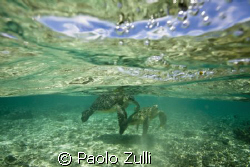 "i due innamorati"450d+10-22 canon by Paolo Zulli 